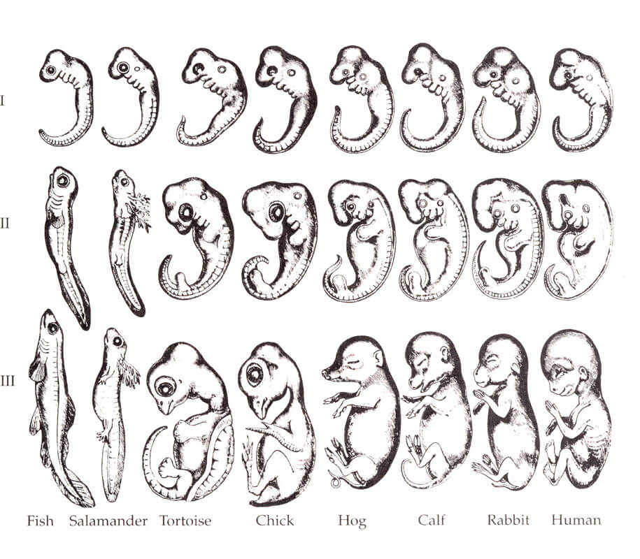 image illustrant trois stades d'évolution de poissons, de salamandre, tortue, poulet, sanglier, veau, lapin et humain.
