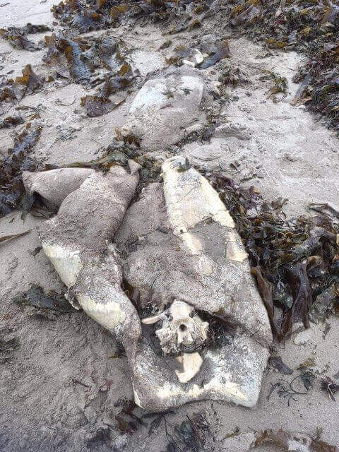 leatherback turtle carcass