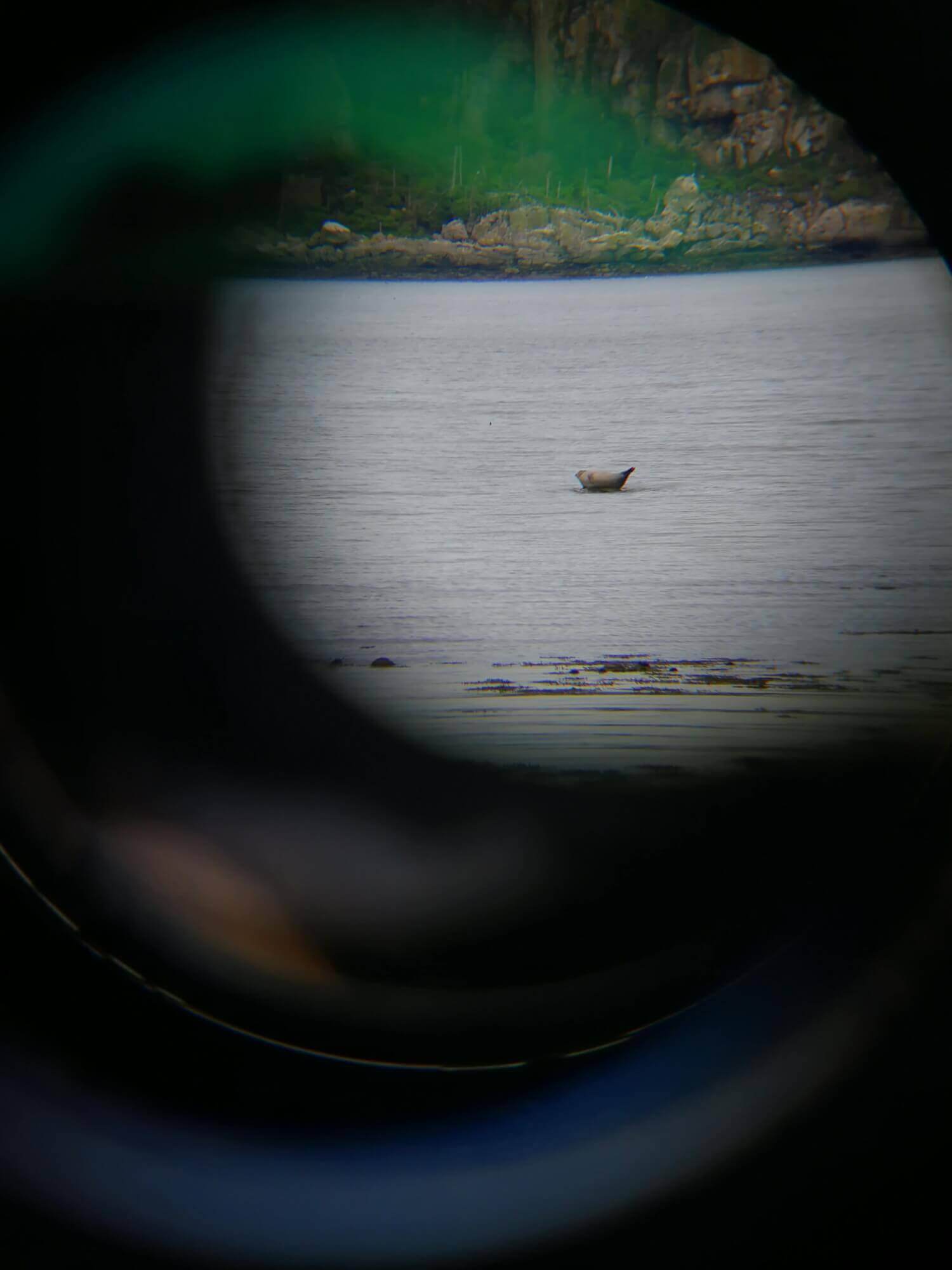 seal on a rock seen from binoculars