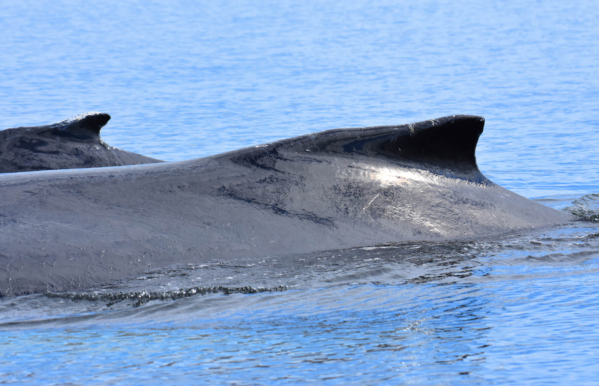 Tic Tac Toe - Baleines en direct