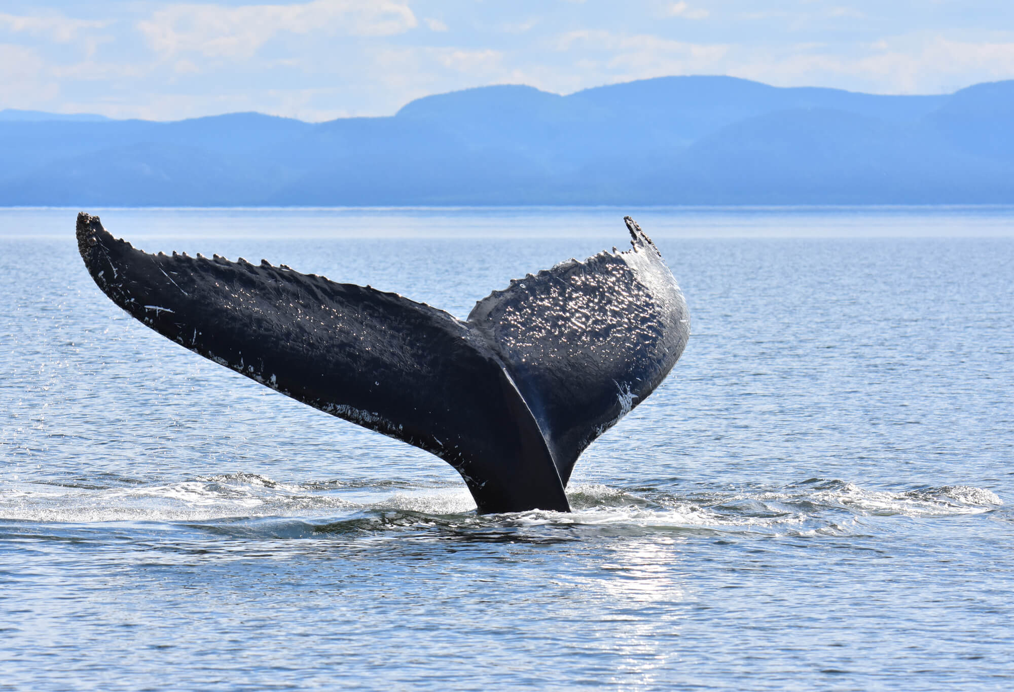 Tic Tac Toe - Baleines en direct