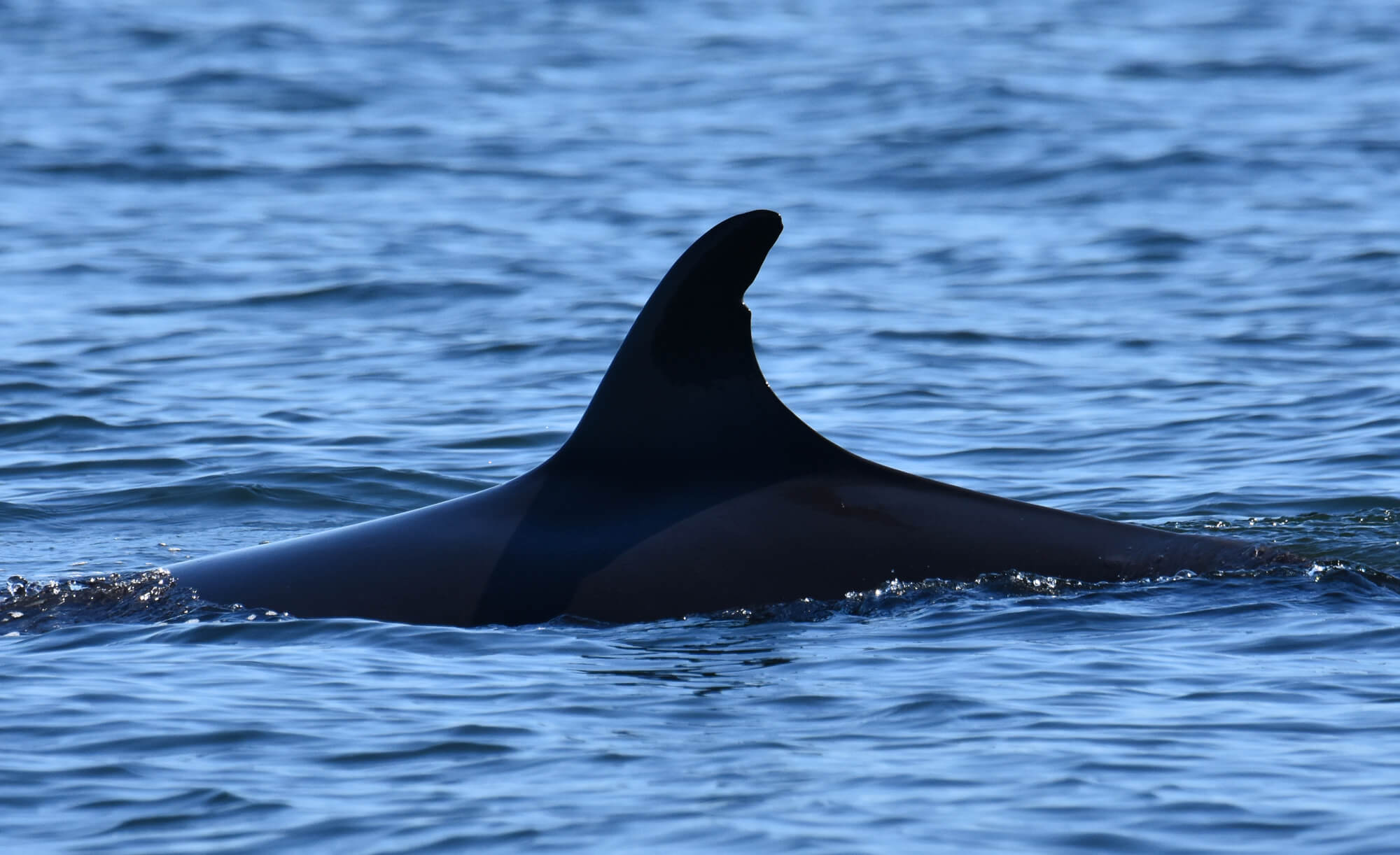 Un petit rorqual en surface