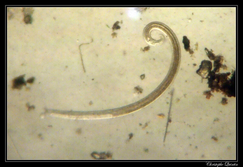 nématode vu d'un microscope