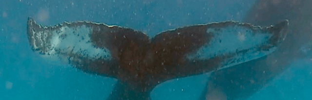 Photo sous-marine de la nageoire caudale de La Souffleuse (un rorqual à bosse)