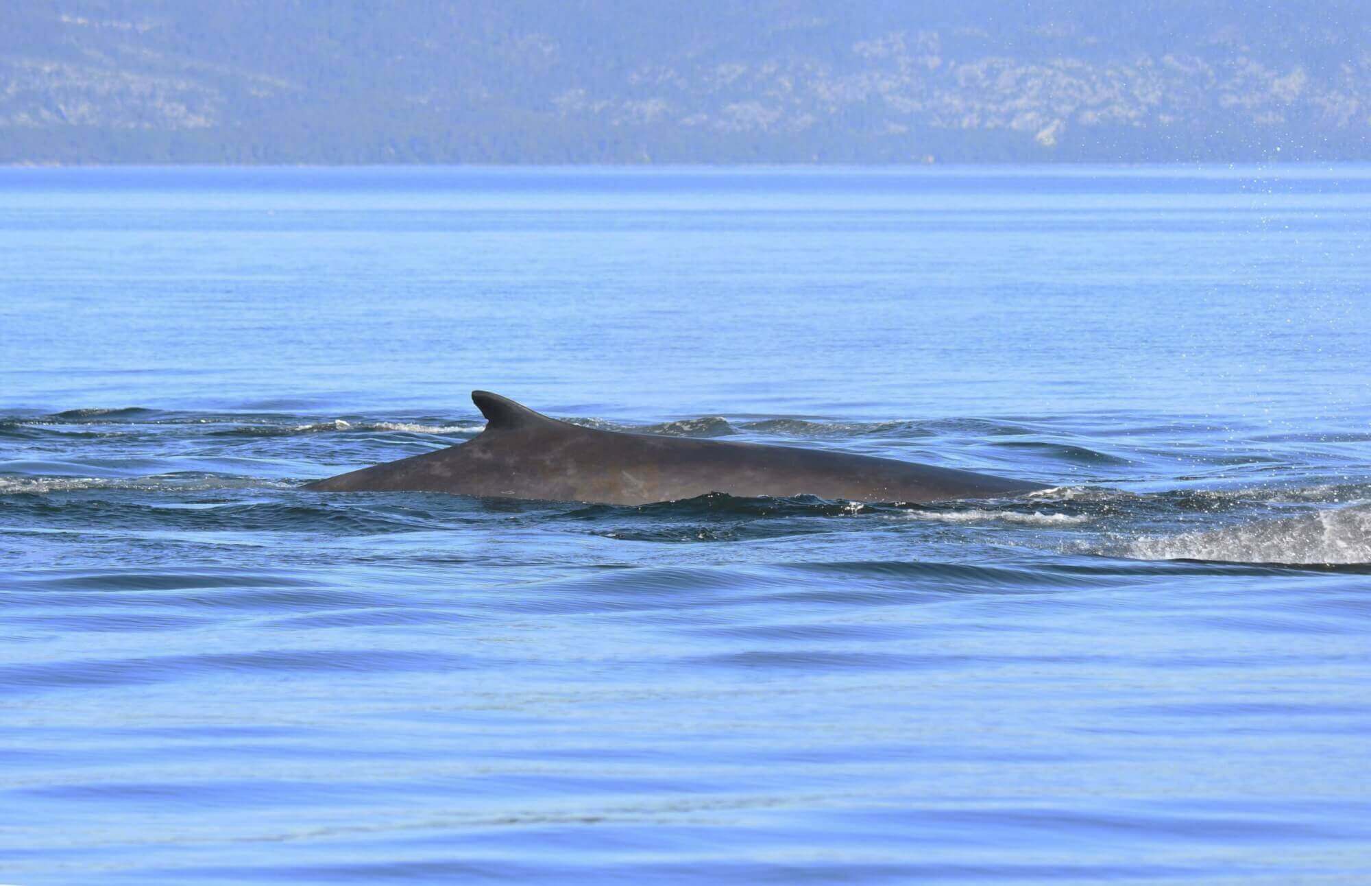 Whale Portraits Baleines En Direct