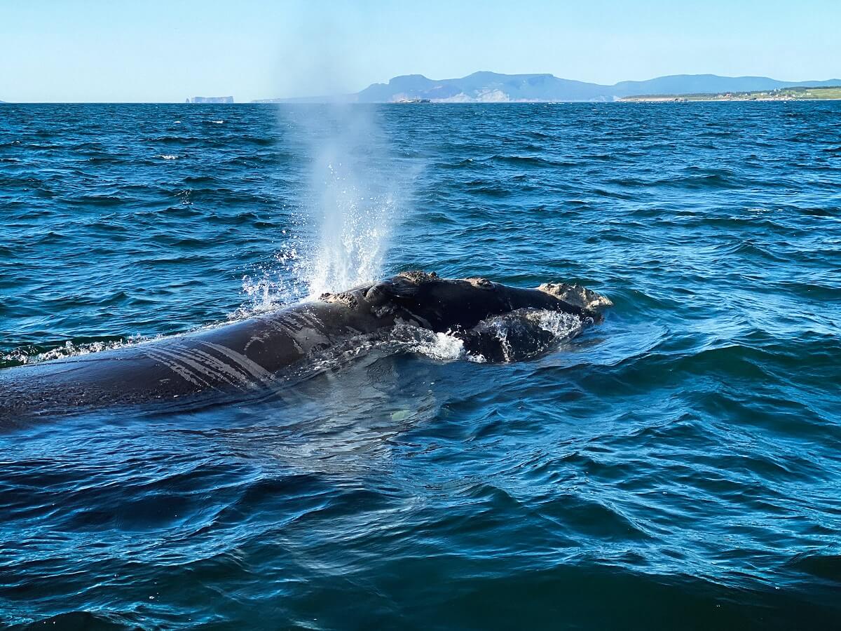 Book of the Dead: Nearly 600 Beluga Carcasses Examined Over Past 40 Years -  Baleines en direct