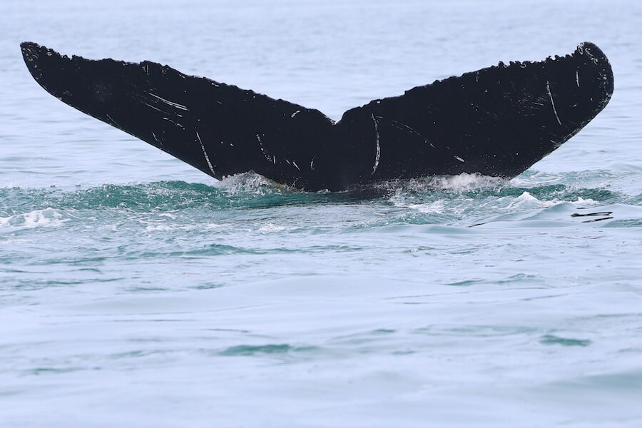 The St. Lawrence - Baleines en direct