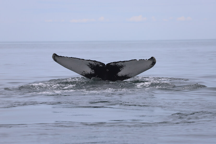 The St. Lawrence - Baleines en direct