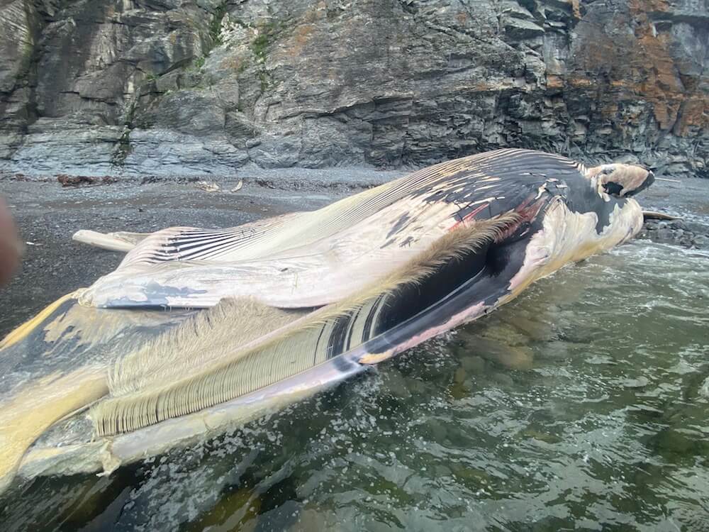 beached fin whale, in light decomposition, partially floating on the incoming tide's water