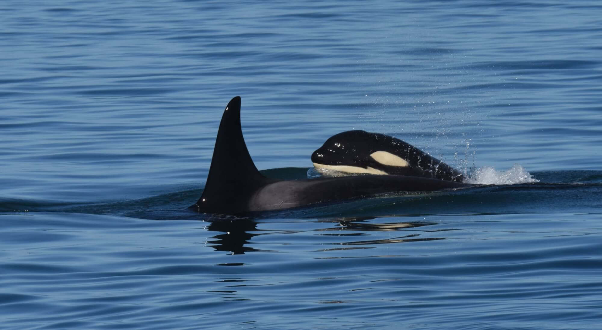 Southern Resident Killer Whales J Pod Missing For 108 Days Baleines En Direct