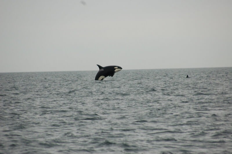 Killer whale breaching