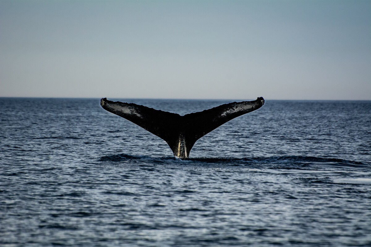 A humpback whale's tail