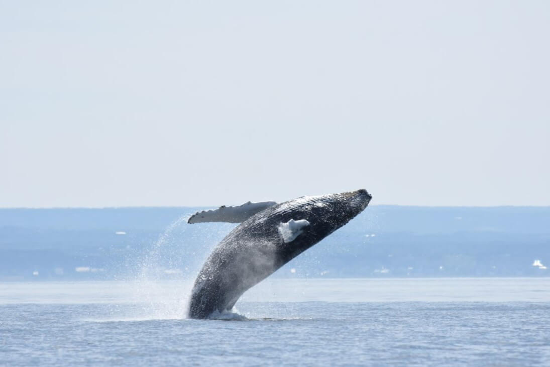 humpback whale breaching