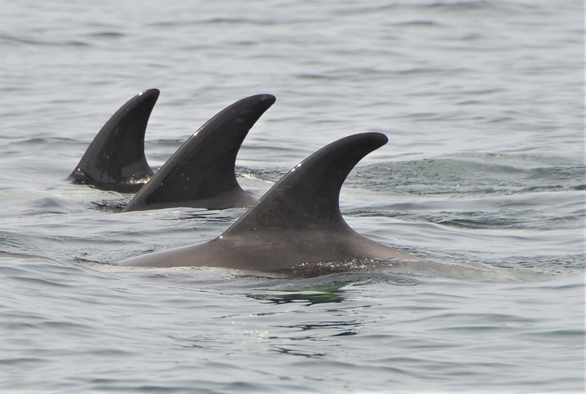 white nosed dolhpins' dorsal fin