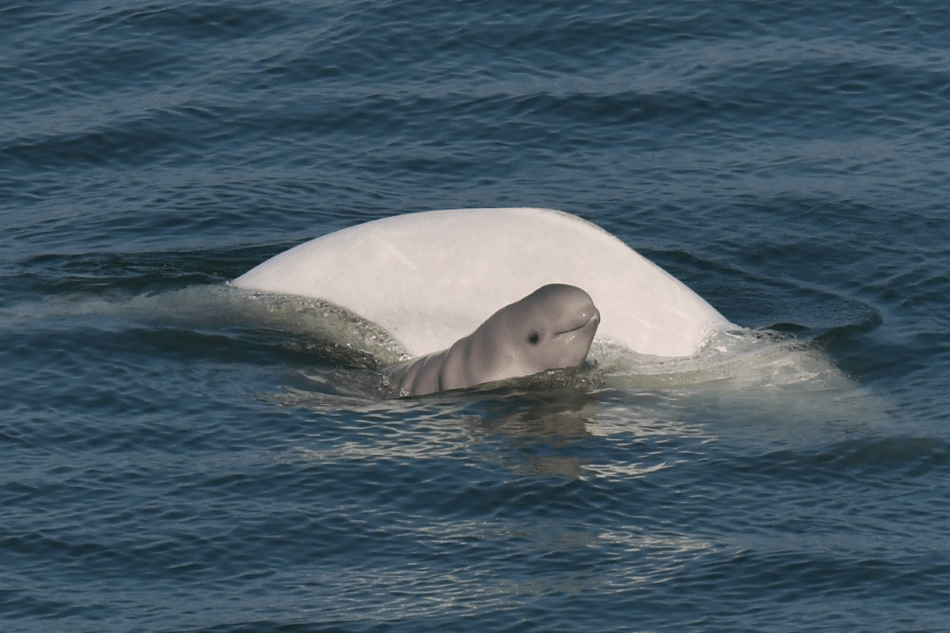 A beluga whale and her calf
