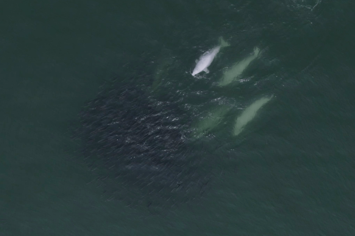 A small group of beluga whales