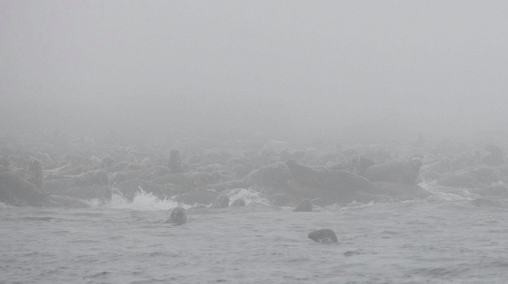 phoques dans la brume