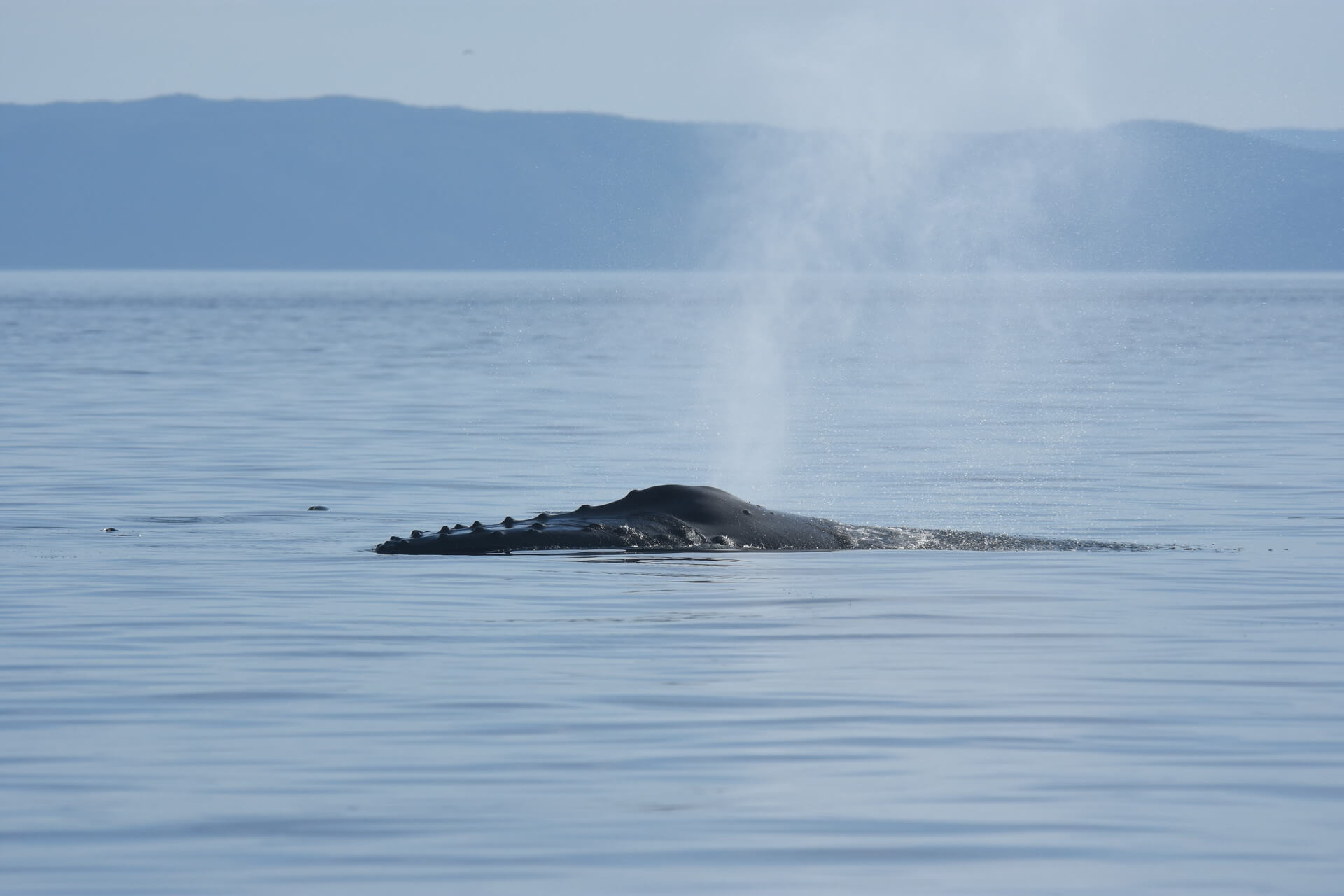 humbpack whale breath