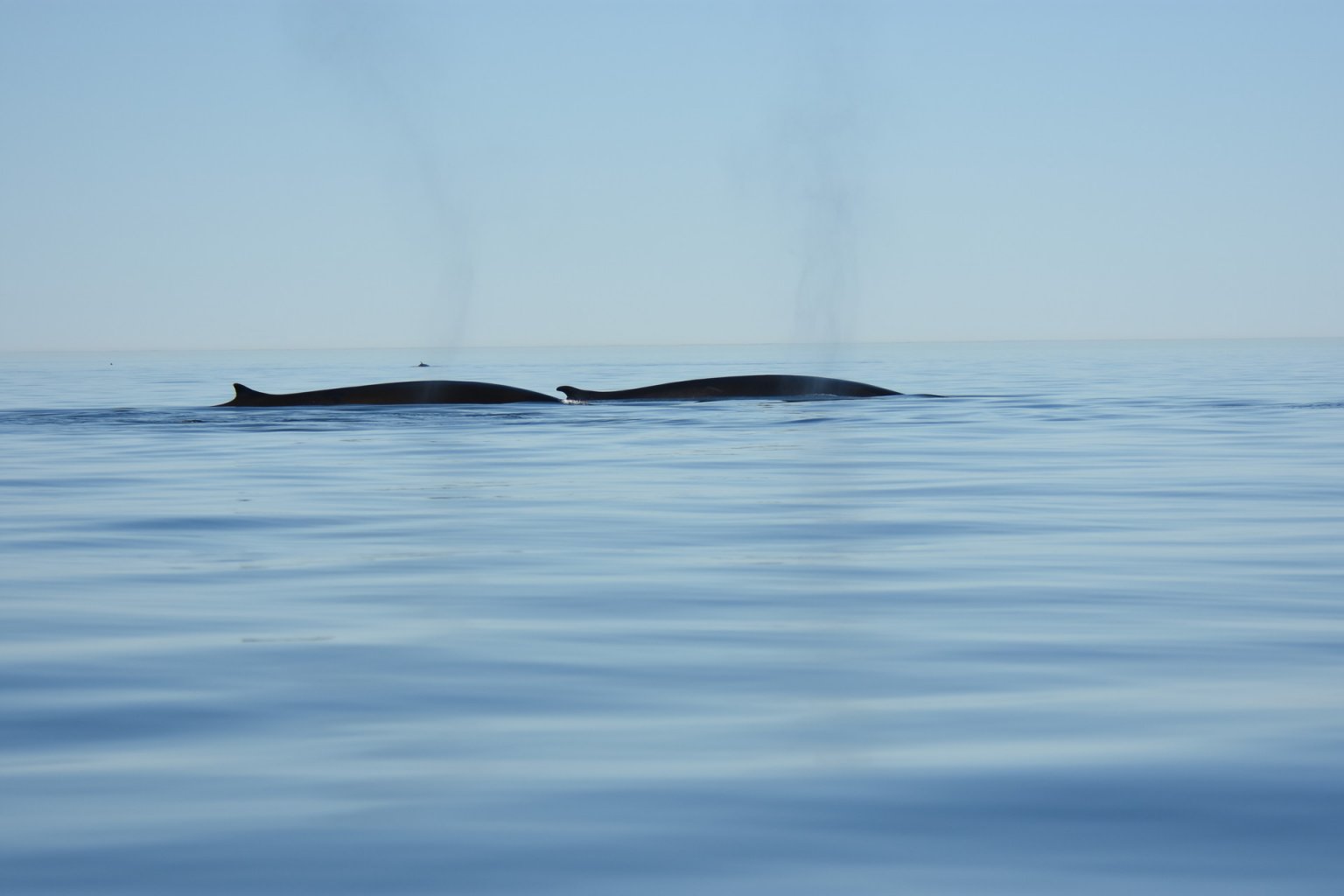 Why are fin whales so fast? - Baleines en direct