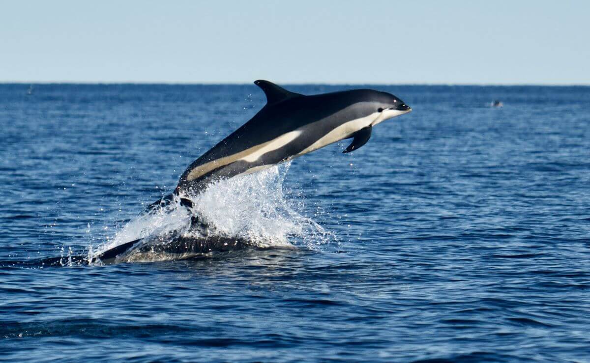 Atlantic white-sided dolphins jumping