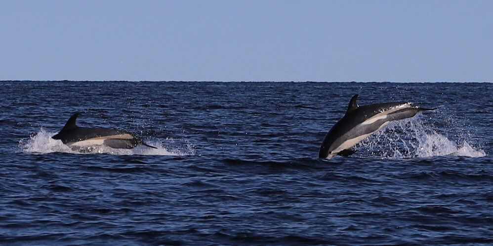 White-sided dolphins