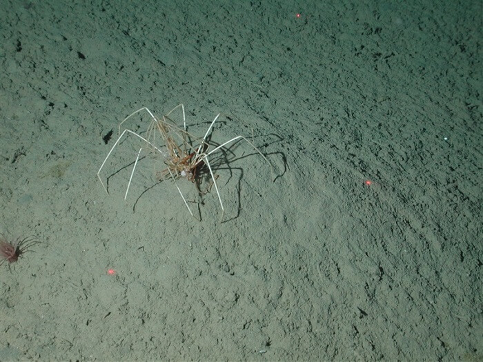 araignée de mer