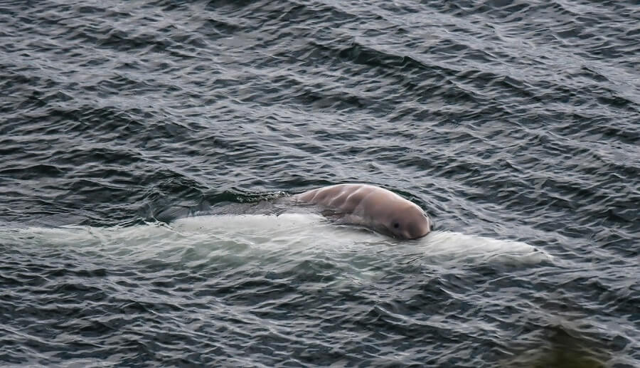 Does cat poop pose a problem for belugas? - Baleines en direct