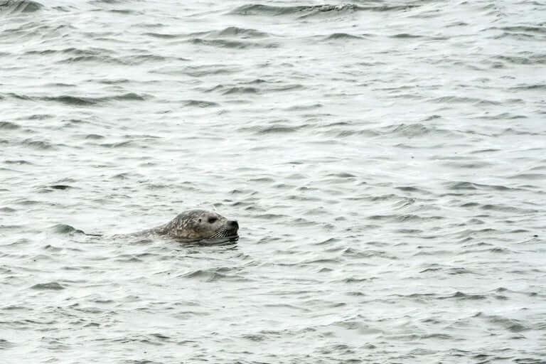 A harbor seal swimming in the water