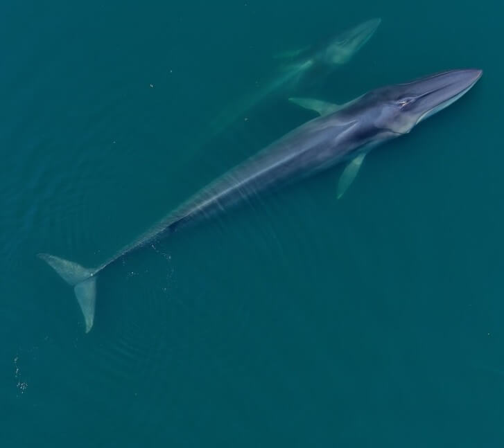 Fin whale fluke seen in transparency