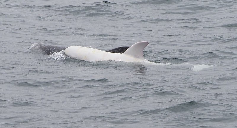 A Risso’s dolphin affected by albinism or leucism