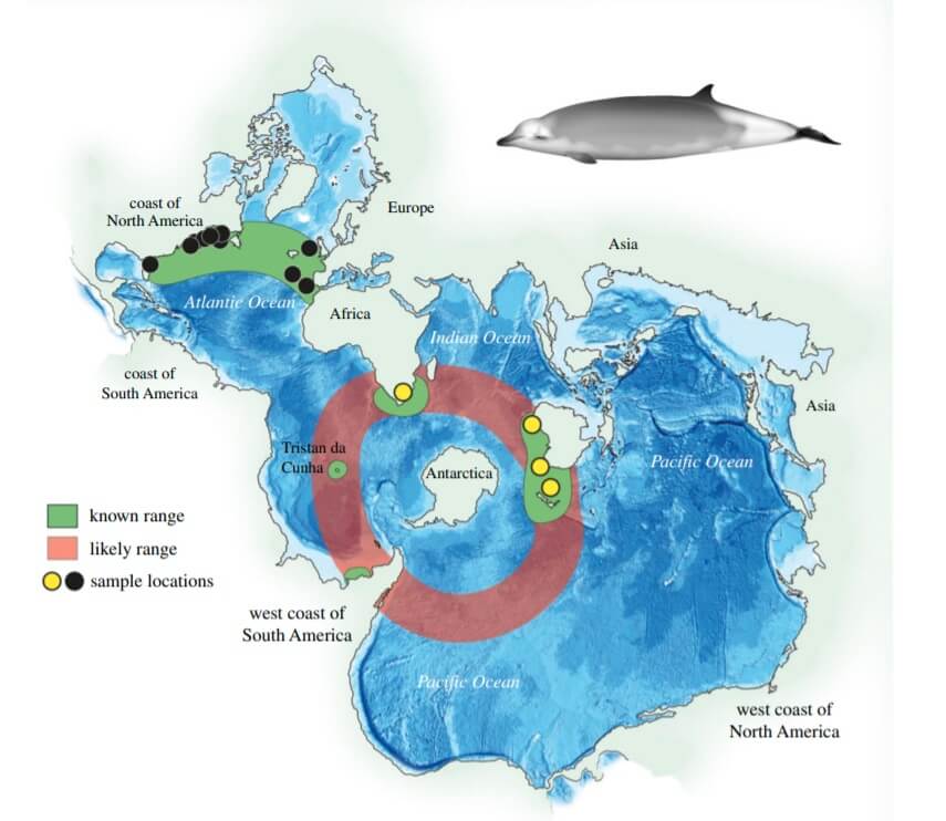 carte de distribtution des populations de baleines à bec de True