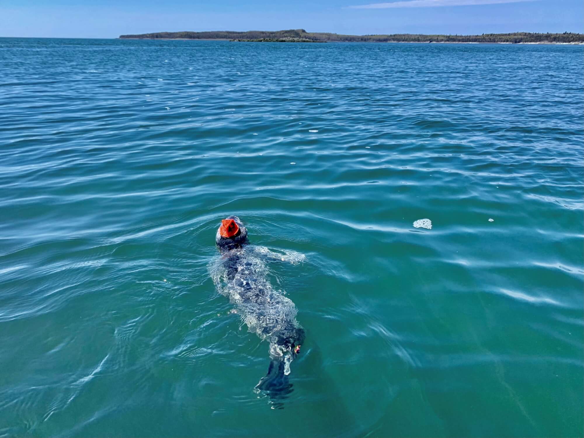harbour seal swimming