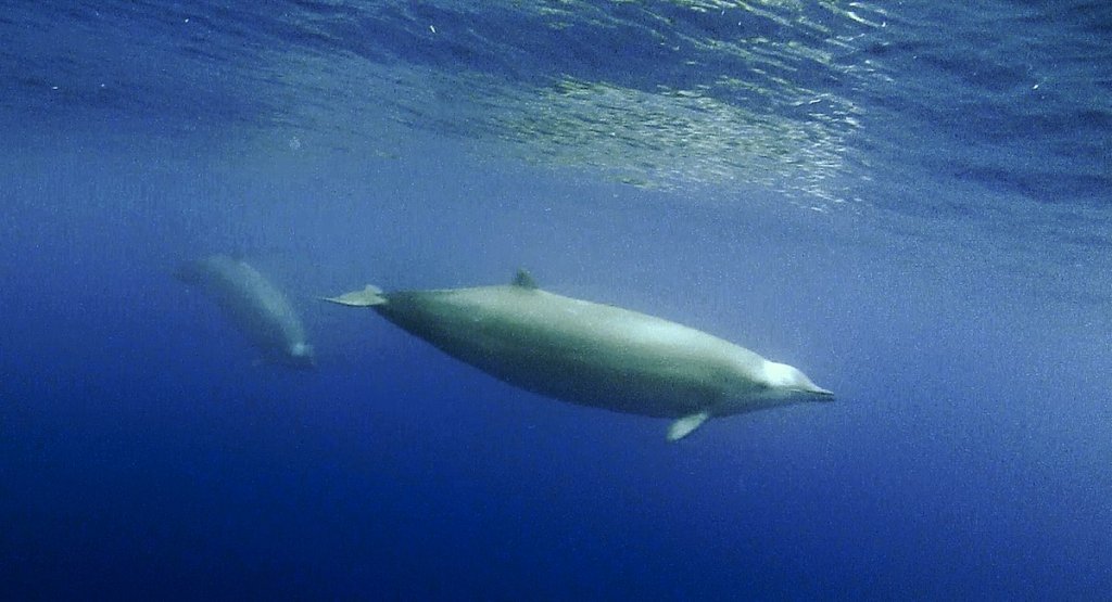 New Whale Species Discovered Baleines en direct