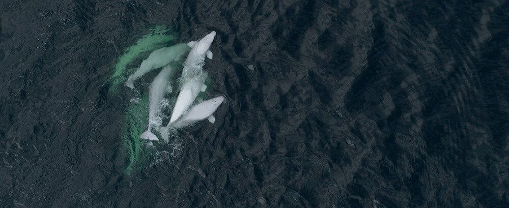 Book of the Dead: Nearly 600 Beluga Carcasses Examined Over Past 40 Years -  Baleines en direct