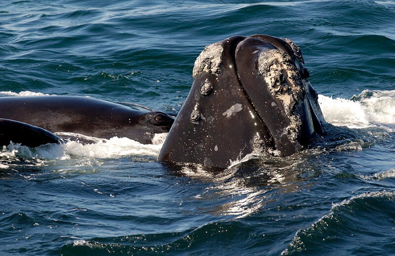 baleine noire de l'Atlantique Nord