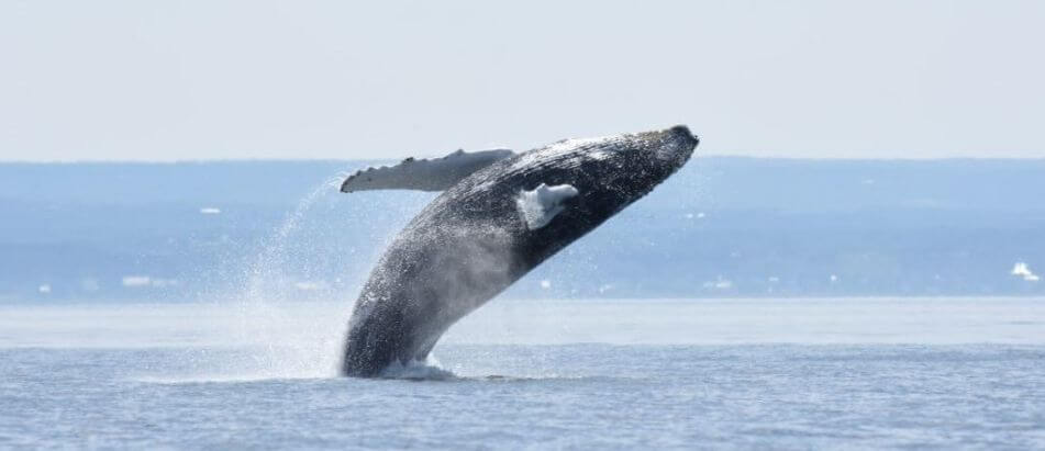 une queue de baleine à bosse