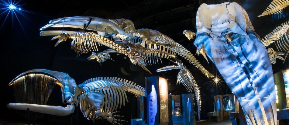 Squelettes de baleines exposés