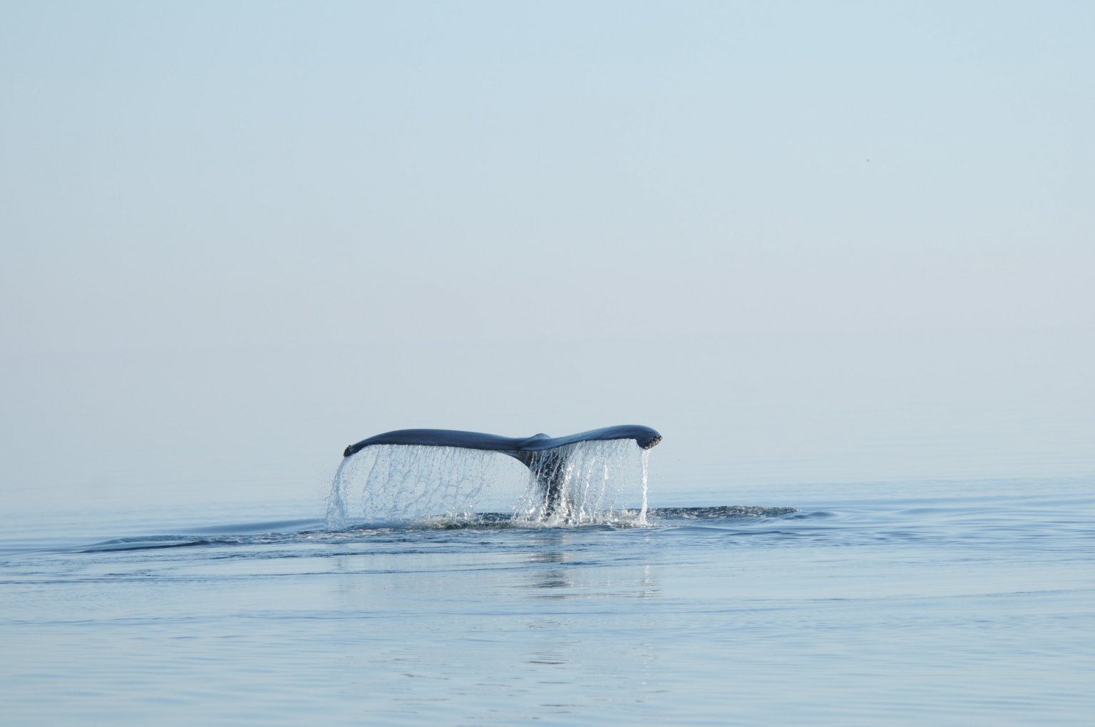 Why do whales migrate? - Baleines en direct