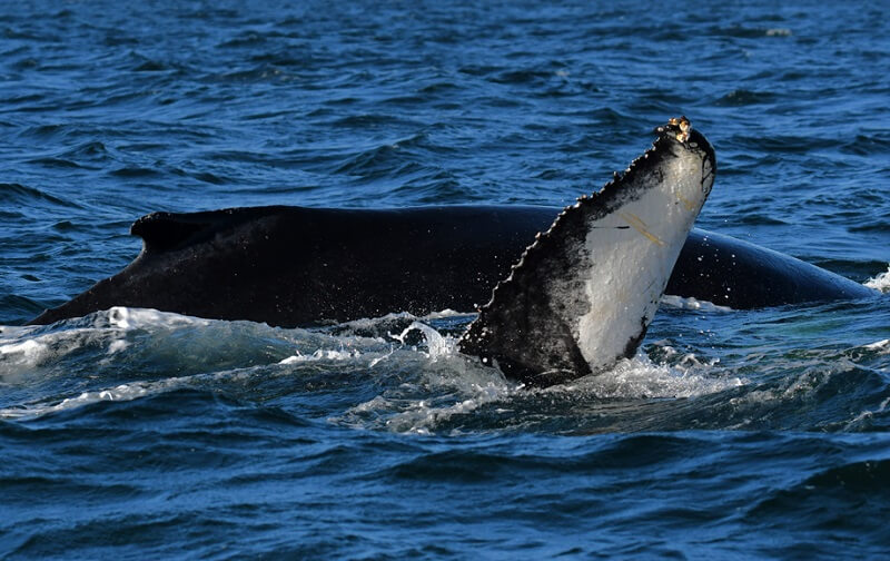humpback fluke and back