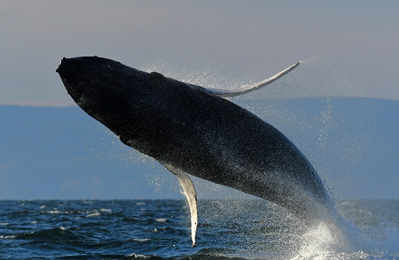 humpback breach