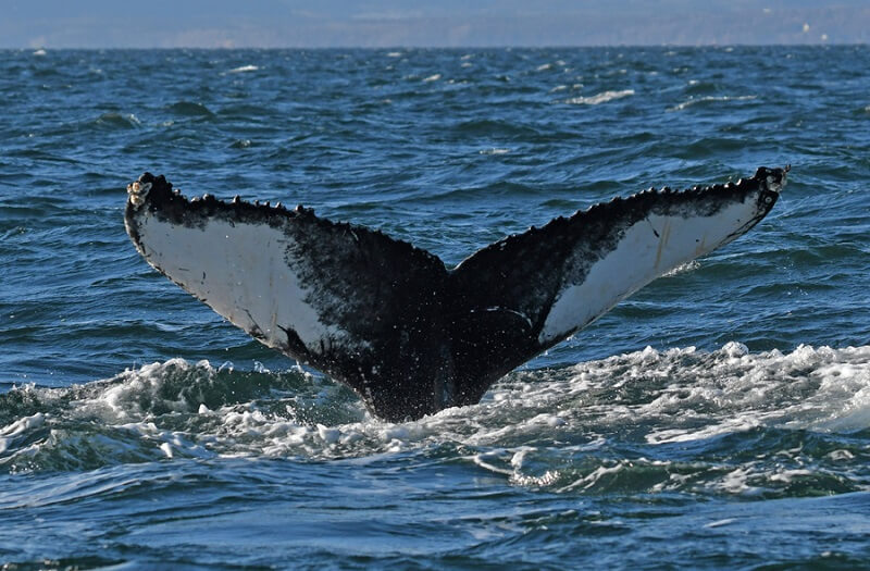 humpback fluke