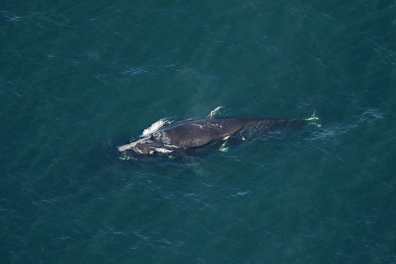injured right whale