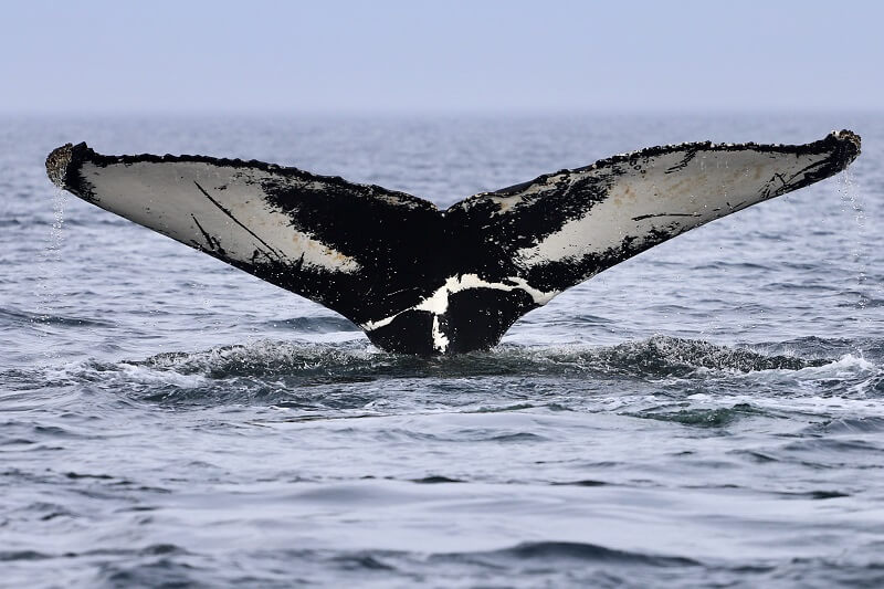 humpback fluke