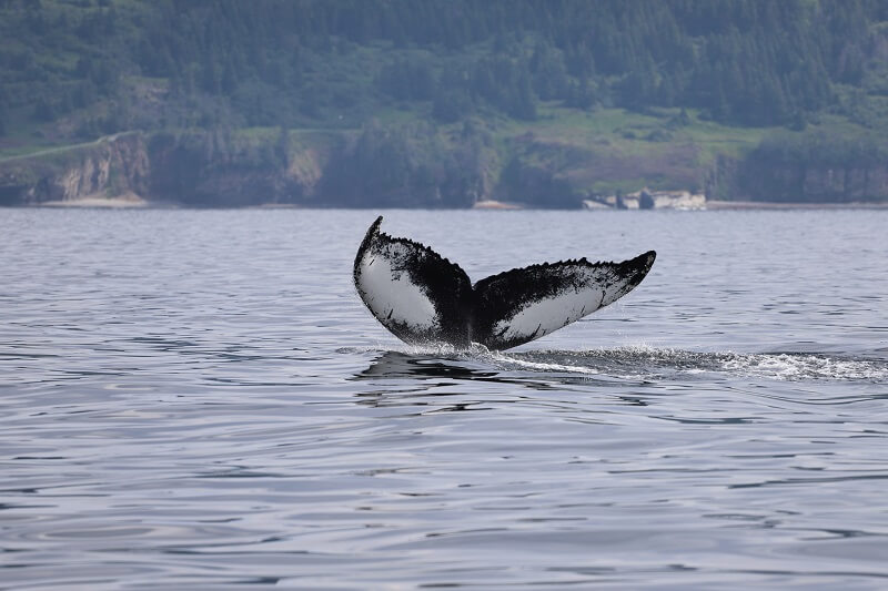 caudale rorqual à bosse