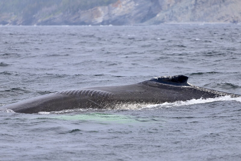 dos rorqual à bosse