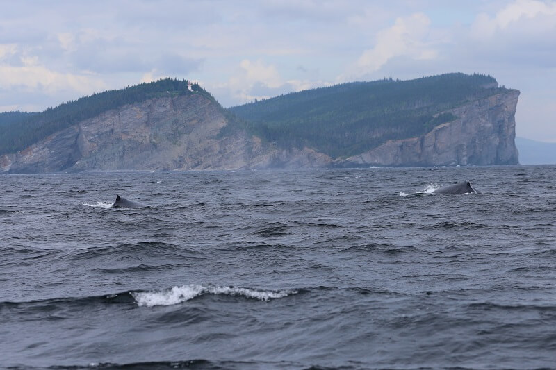 two humpbacks