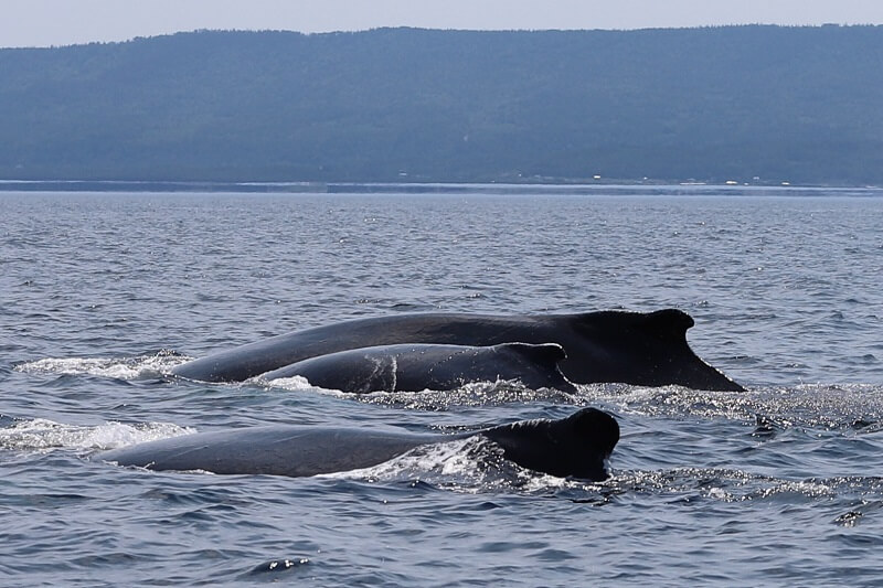 three humpbacks