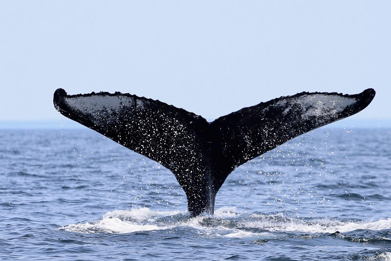 caudale rorqual à bosse