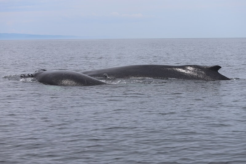 two humpbacks