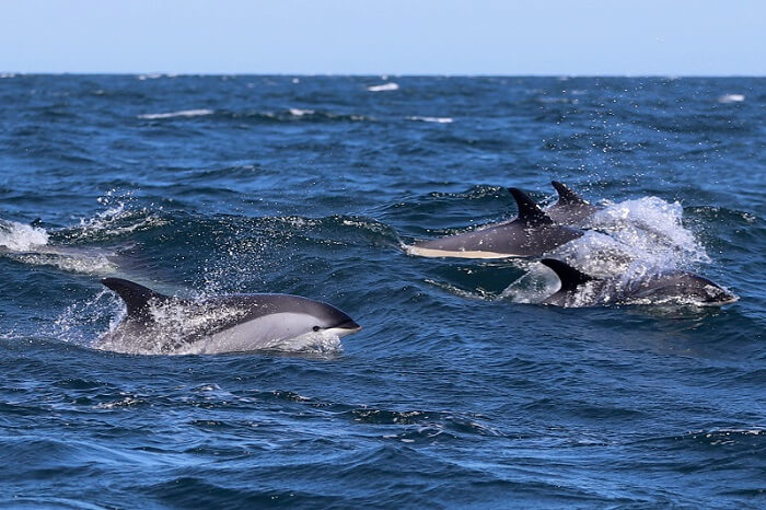 white sided Atlantic dolphins